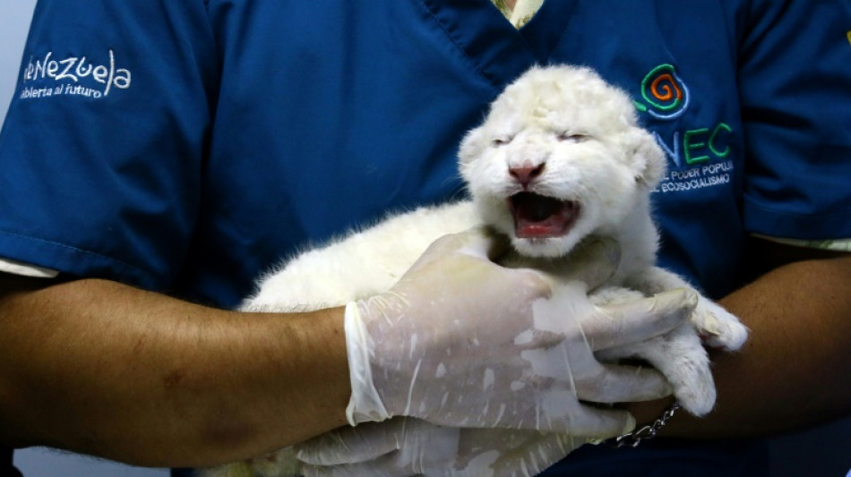 Venezuela : naissance de trois lionceaux  blancs, une première dans le pays