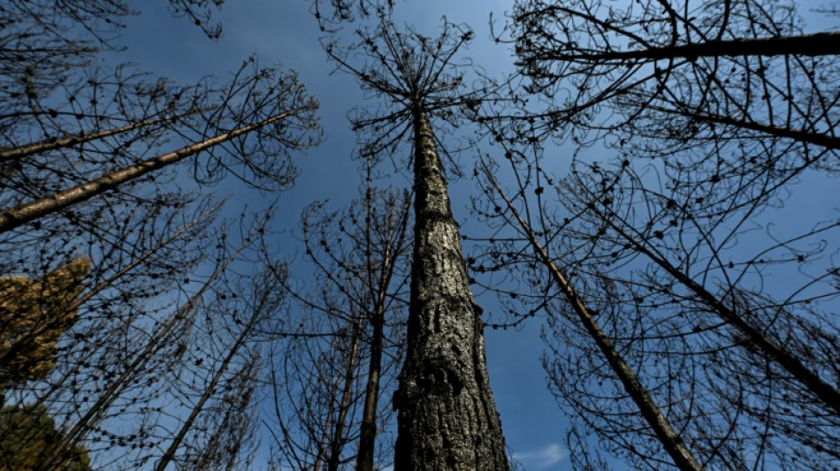 Unos 40 parques naturales cierran en Bogotá por los incendios