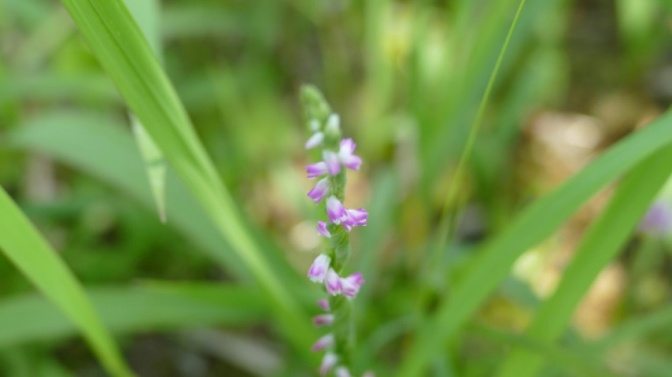 New 'glass-like' orchid species discovered in Japan