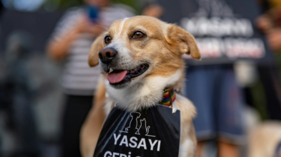 Turkish stray dog law sparks opposition anger