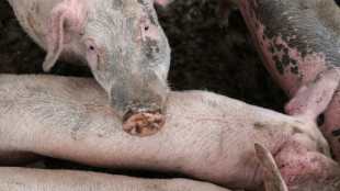 "Victoire" pour les producteurs français de porc qui peuvent exporter vers l'Australie