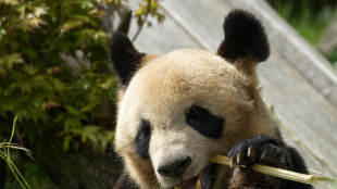 El primer panda nacido en Francia será trasladado a China en julio