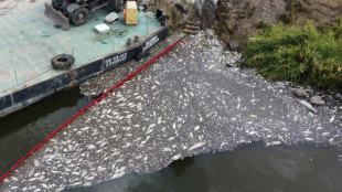 Poissons morts de l'Oder: Greenpeace accuse les mines en Pologne 