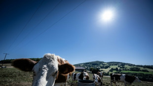 Sur les Monts du Lyonnais, des ventilateurs géants pour les vaches