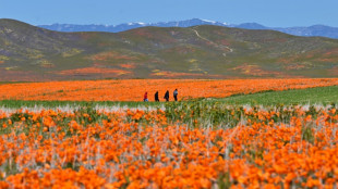 Après un hiver chagrin, la Californie retrouve son âme fleur