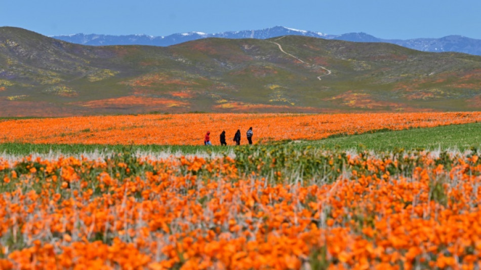 California bursts into 'super bloom' after wet winter