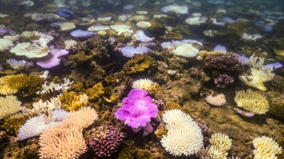 Australia's Great Barrier Reef hit by record bleaching