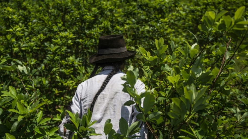 Peru to buy illegal coca crops to battle drug trafficking