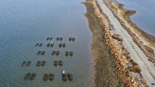 A San Diego, des récifs d'huîtres contre la montée des eaux