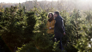 Rent-a-tree firm helps Londoners have a sustaintable Christmas 