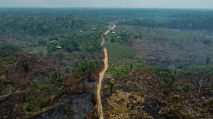 Germany joins criticism of EU anti-deforestation law