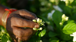 Scent of luxury: India's jasmine infuses global perfume