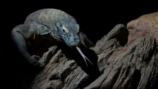 Komodo dragons have teeth coated in iron to kill prey: study