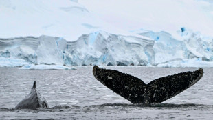 L'Antarctique menacé à son tour par les microplastiques