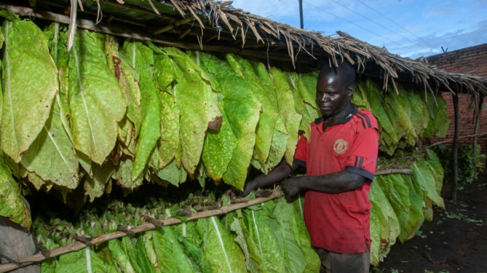 Malawi: le marché au plus bas, des producteurs de tabac misent sur le cannabis