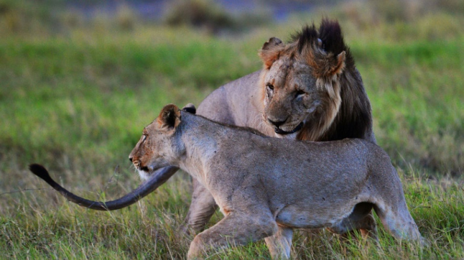 Seis leones fueron muertos por pastores en Kenia