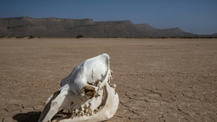 2022, l'année la plus chaude au Maroc depuis 40 ans