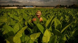 Cultivez des aliments, pas du tabac, demande l'OMS aux paysans