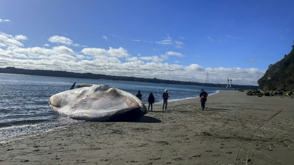 Un inmensa ballena azul vara en una playa del sur de Chile