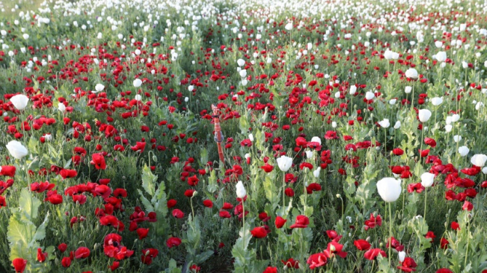 Bayern neuer Spitzenreiter bei Anbau von Schlafmohn