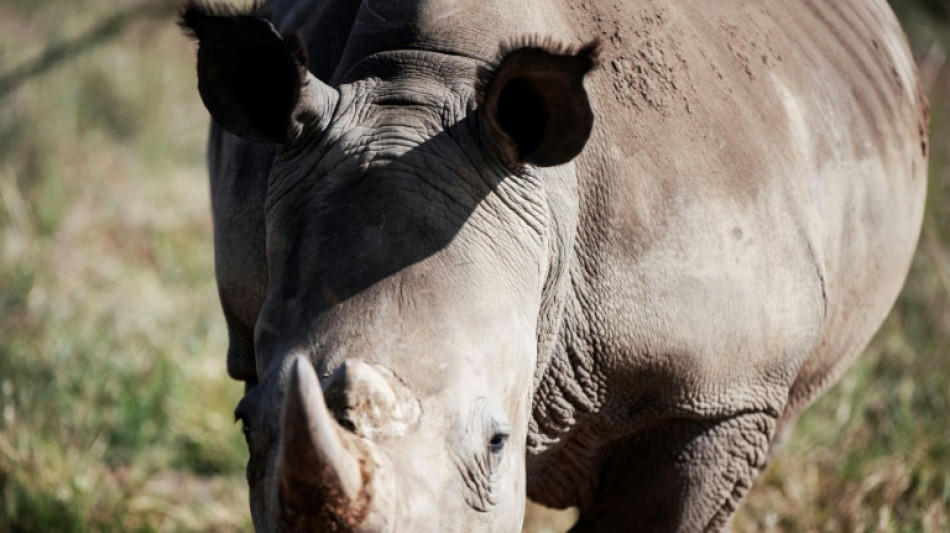 S.Africa links fall in Kruger's rhino poaching to declining animal numbers