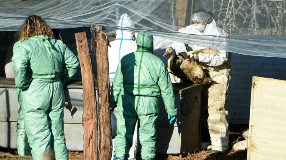 Francia sacrifica 16 millones de aves por la epidemia de gripe aviar