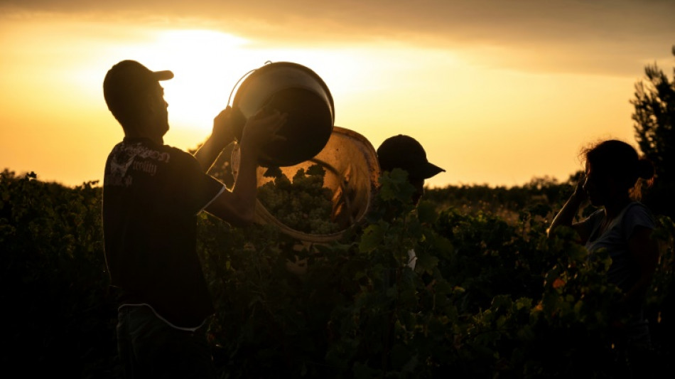 Des vendanges 2022 précoces, suspendues à la sécheresse dans l'espoir d'un "joli" millésime