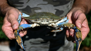 Les palourdes italiennes en péril face à l'invasion de crabes bleus