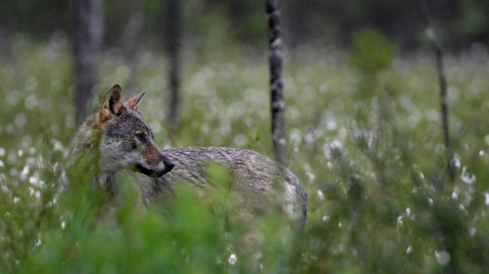 Bayern kritisiert Lemkes Vorschläge zum Umgang mit dem Wolf