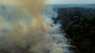 Regenwald-Abholzung in Bolsonaros letztem Monat im Amt um 150 Prozent gestiegen