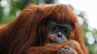 Apes to stay at home as Malaysia tweaks 'orangutan diplomacy'