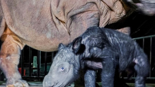 Indonésie: naissance d'un rhinocéros de Sumatra, espèce menacée d'extinction