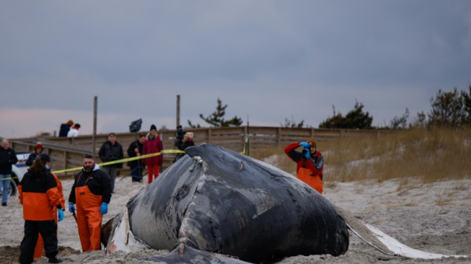 Científicos revelan el rol del excremento de ballena en el ecosistema