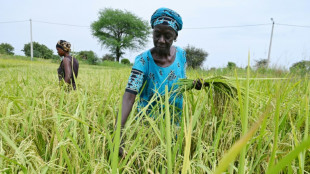 L'Afrique bataille pour briser sa dépendance au riz indien sous restrictions