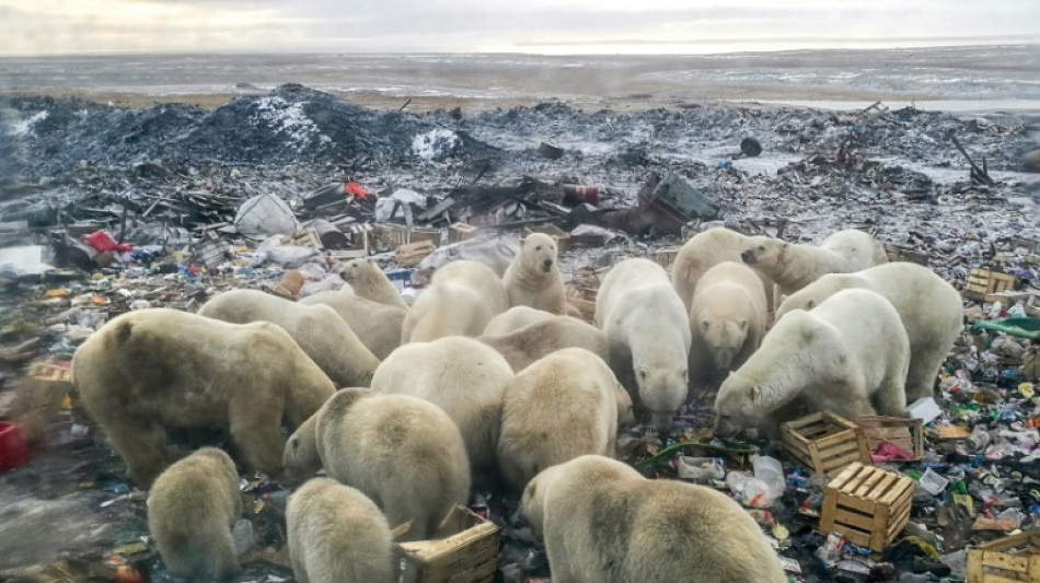 Human food waste 'threat' to polar bears: report