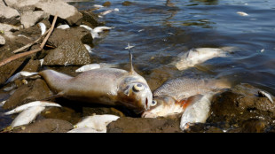 Entwarnung in Mecklenburg-Vorpommern wegen Auswirkungen von Fischsterben in Oder