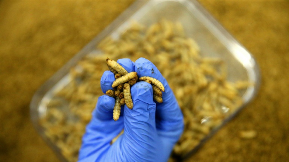 Une usine de mouches pour nourrir les poissons