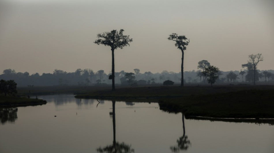 Abholzung im brasilianischen Amazonas-Regenwald am Jahresbeginn deutlich gesunken