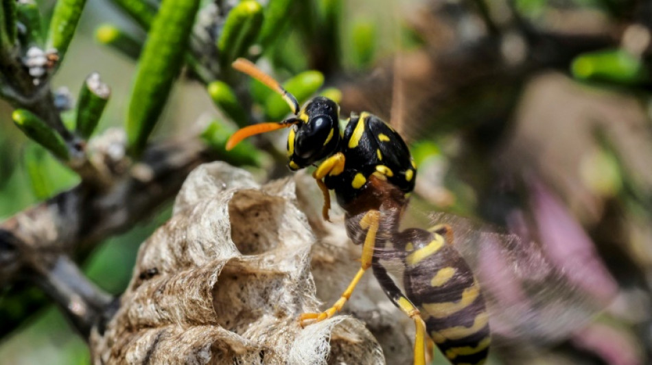 "Justice pour le vivant": l'Etat au tribunal pour l'effondrement de la biodiversité