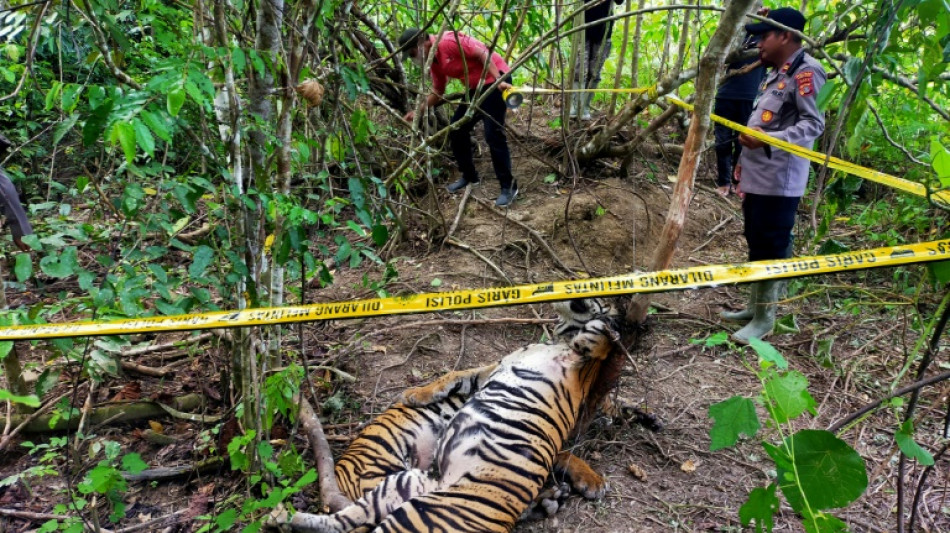 Trois tigres de Sumatra retrouvés morts dans des pièges en Indonésie