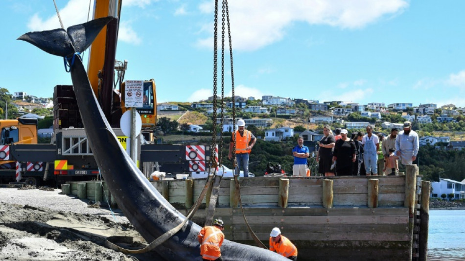 Muerte de una ballena conmueve a ciudad de Nueva Zelanda