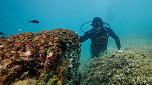 La pesca furtiva de dátiles de mar amenaza la costa italiana