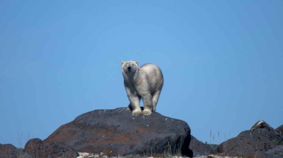 Receding ice leaves Canada's polar bears at rising risk