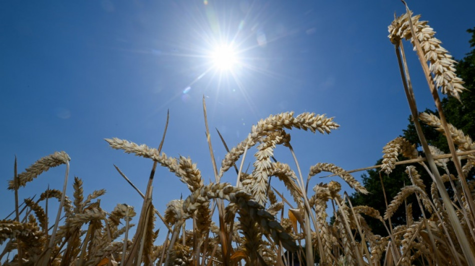 Climat: l'UE va miser sur les techniques "génomiques" pour adapter son agriculture