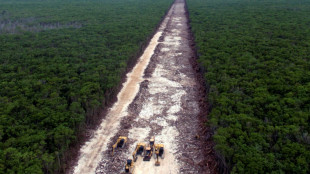 Juez ordena suspender tala de árboles por Tren Maya en México