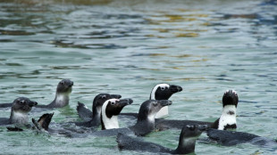 Afrique du Sud: les manchots du Cap touchés par la grippe aviaire