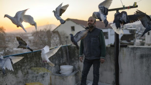 "Comme nos enfants": après le séisme en Turquie, un homme continue à prendre soin de ses pigeons