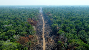 Carrefour still sells beef tied to Brazil deforestation: NGO