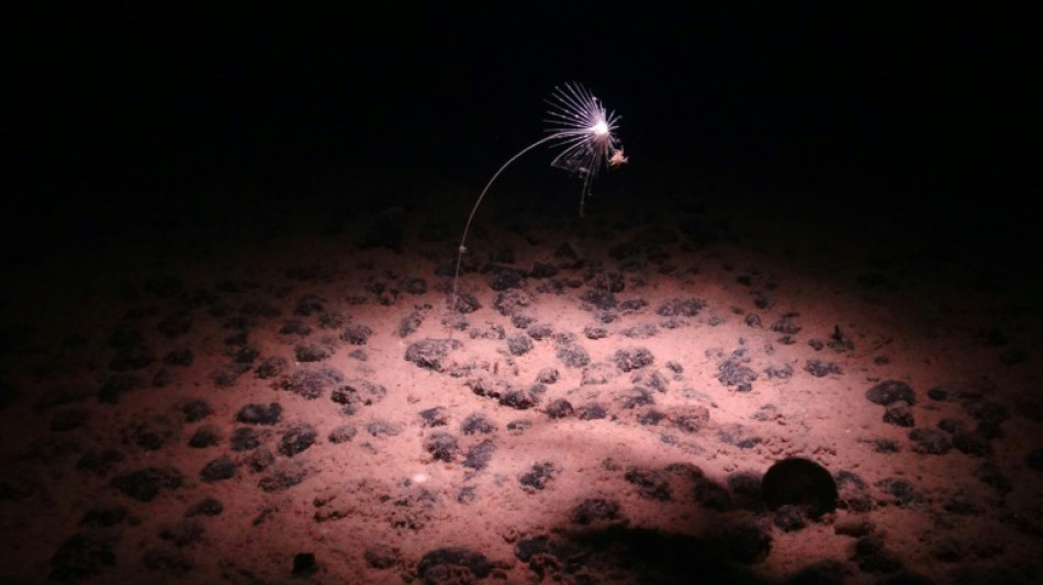 Un étonnant "oxygène noir" fabriqué dans les abysses de l'océan Pacifique