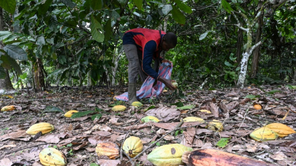 Côte d'Ivoire: peur sur la récolte de cacao après de trop fortes pluies